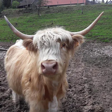 Le Coucou Chalet Breitenau
